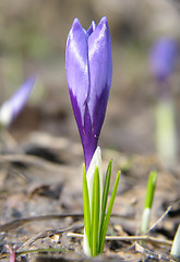 Image showing Crocus