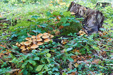 Image showing agaric honey fungus near stump in forest