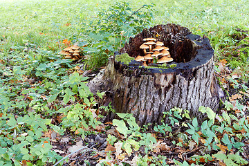 Image showing agaric honey fungus near stump in forest