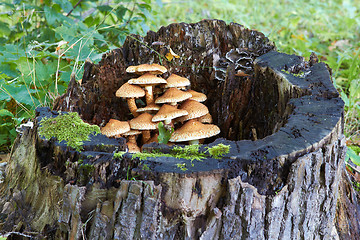 Image showing agaric honey fungus near stump in forest