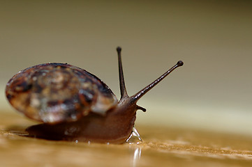 Image showing Snail