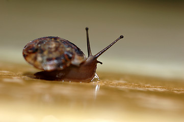 Image showing Snail