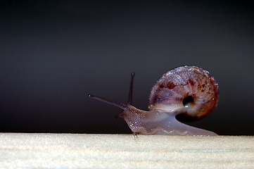 Image showing Snail