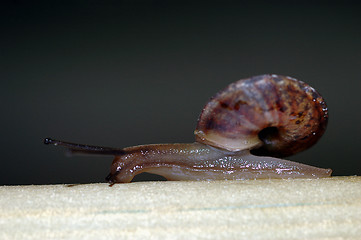 Image showing Snail