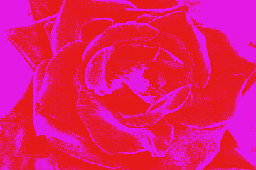 Image showing Abstract Rose