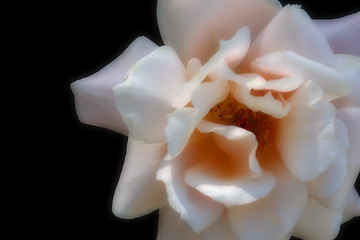 Image showing Pink Rose Isolated