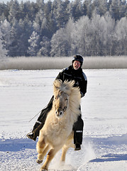 Image showing Icelandic horse rase