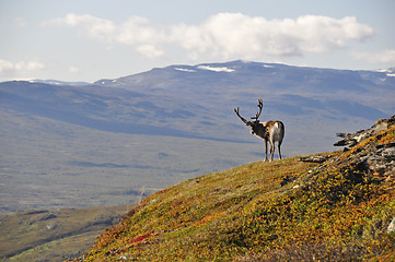 Image showing Reindeer