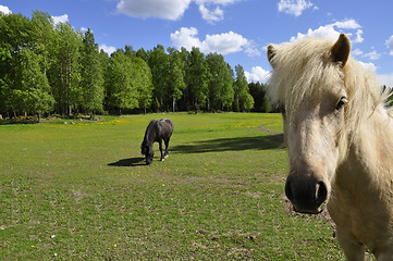 Image showing Horse in Field