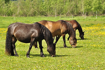 Image showing Horse in Field