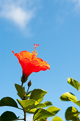 Image showing Hibiscus flower