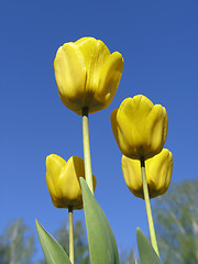 Image showing Yellow Tulips on blue-sky background