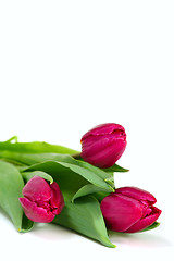 Image showing Three pink tulips isolated on white background.