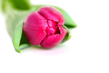 Image showing Pink tulip isolated on a white background.