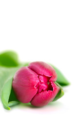 Image showing Pink tulip isolated on a white background.