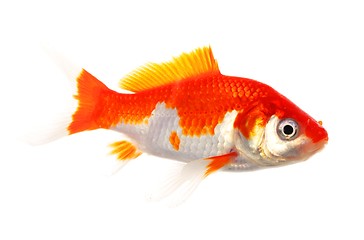 Image showing goldfish