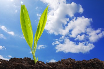 Image showing young plant and blue sky