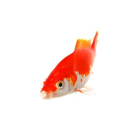 Image showing goldfish