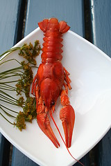 Image showing Isolated crayfish