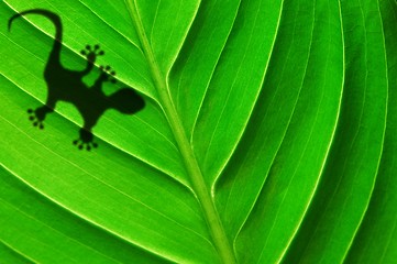 Image showing gecko shadow on leaf