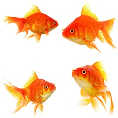 Image showing goldfish collection