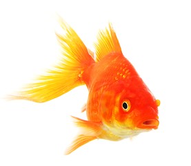 Image showing goldfish