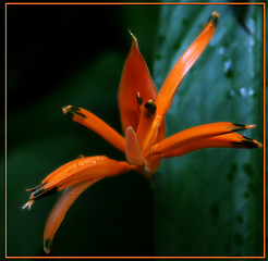 Image showing Roatan Orange