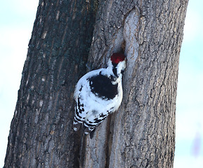 Image showing woodpecker