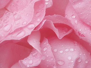 Image showing Rose petals with raindrops