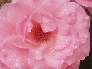 Image showing Pink rose with raindrops