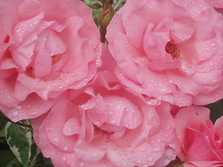 Image showing Pink roses with raindrops