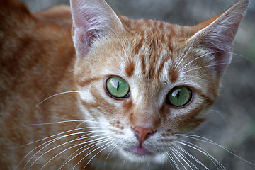 Image showing Cat portrait