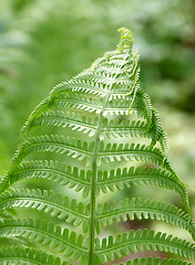 Image showing fern leaf