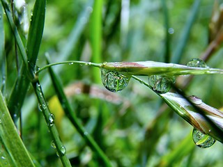 Image showing Raindrops on grass