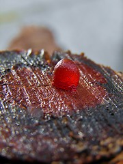 Image showing Cut tree branch stump