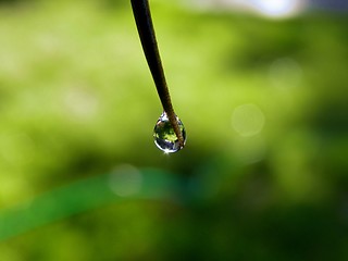 Image showing Rain drop on leaf