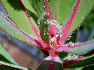 Image showing Raindrops on leaf