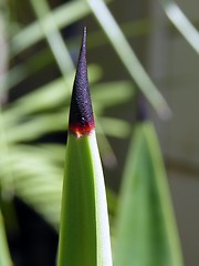 Image showing Agave thorn