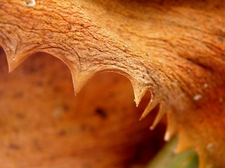 Image showing Dry brown aloe vera leaf