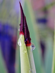 Image showing Agave thorn