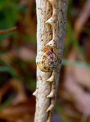 Image showing Dry brown aloe vera leaf 