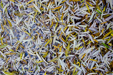 Image showing Willow leaves fall on ground in autumn background.