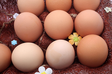 Image showing Eggs