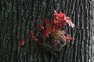 Image showing Spring leaves budding new life