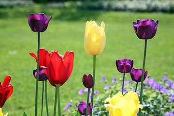 Image showing Tulips in full bloom