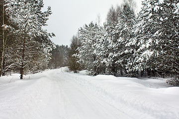 Image showing Road to wood (winter)