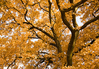 Image showing Autumn oak