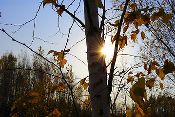 Image showing autumn sun