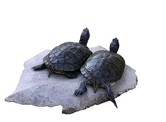 Image showing two turtles on a stone