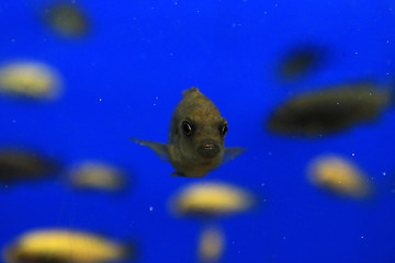 Image showing fish in aquarium